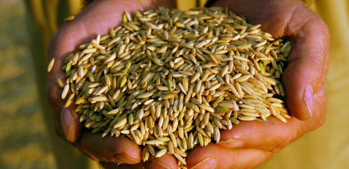 India&rsquo;s banned rice exports could bolster prices for U.S. growers
