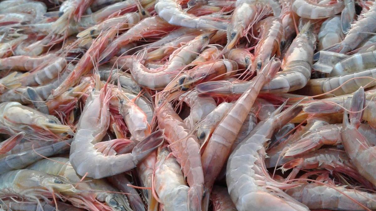 First EU pact, now US trade deal: Kerala expected to strengthen share in seafood exports